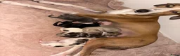 Mixed Breed dogs for sale: Collie whippet greyhound  - Advert 1