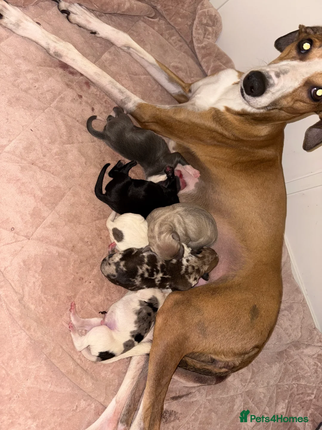 Mixed Breed dogs for sale: Collie whippet greyhound  - Advert 1