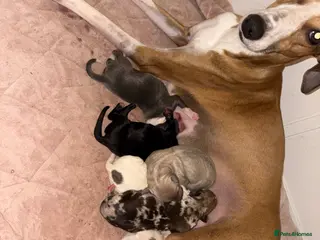 Mixed Breed dogs Collie whippet greyhound - Advert 6