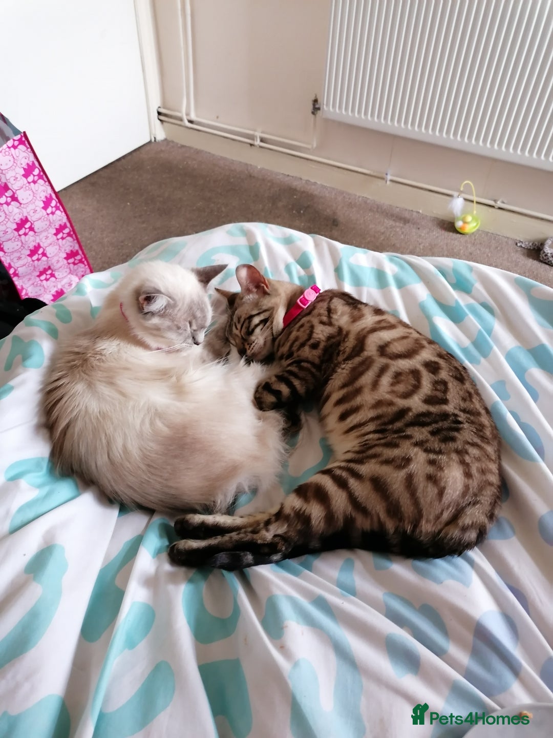 Bengal cats for sale: Stunning snow bengals - Image 6