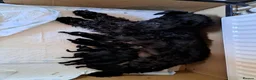 Miniature Schnauzer dogs for sale: Beautiful Miniature schnauzer Litter in Derby - Advert 13