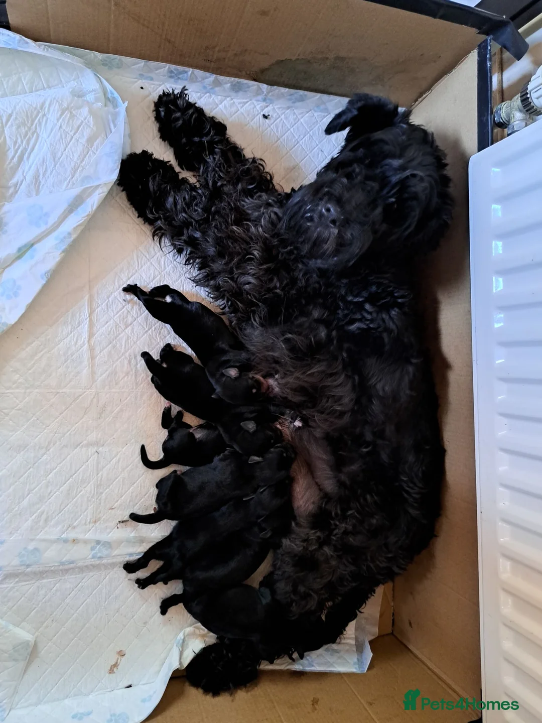 Miniature Schnauzer dogs for sale: Beautiful Miniature schnauzer Litter in Derby - Advert 13