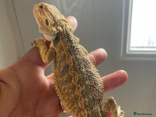 Bearded Dragon reptiles - Advert 7