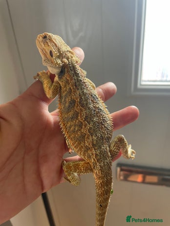 Bearded Dragon reptiles - Advert 9