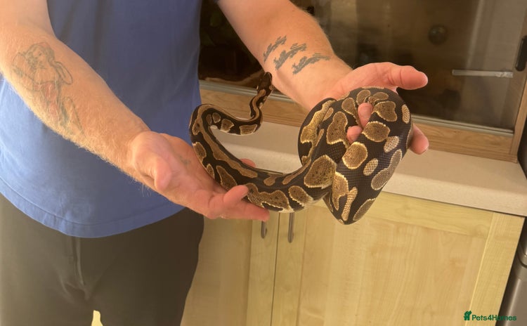 Python Snake reptiles - Advert 12