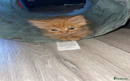 Bengal cats for sale: Kittens  in London - Image 6