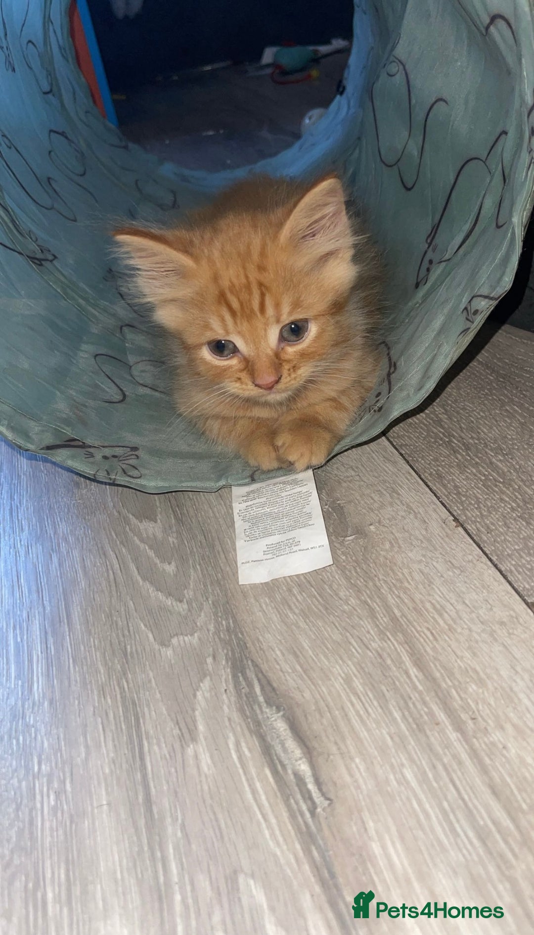 Bengal cats for sale: Kittens  in London - Image 6