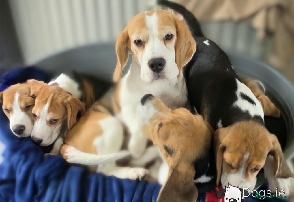 Beagle dogs Beagle Puppies  - Advert 2