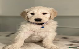 Goldendoodle dogs for sale: Stunning Goldendoodle puppies - Image 13