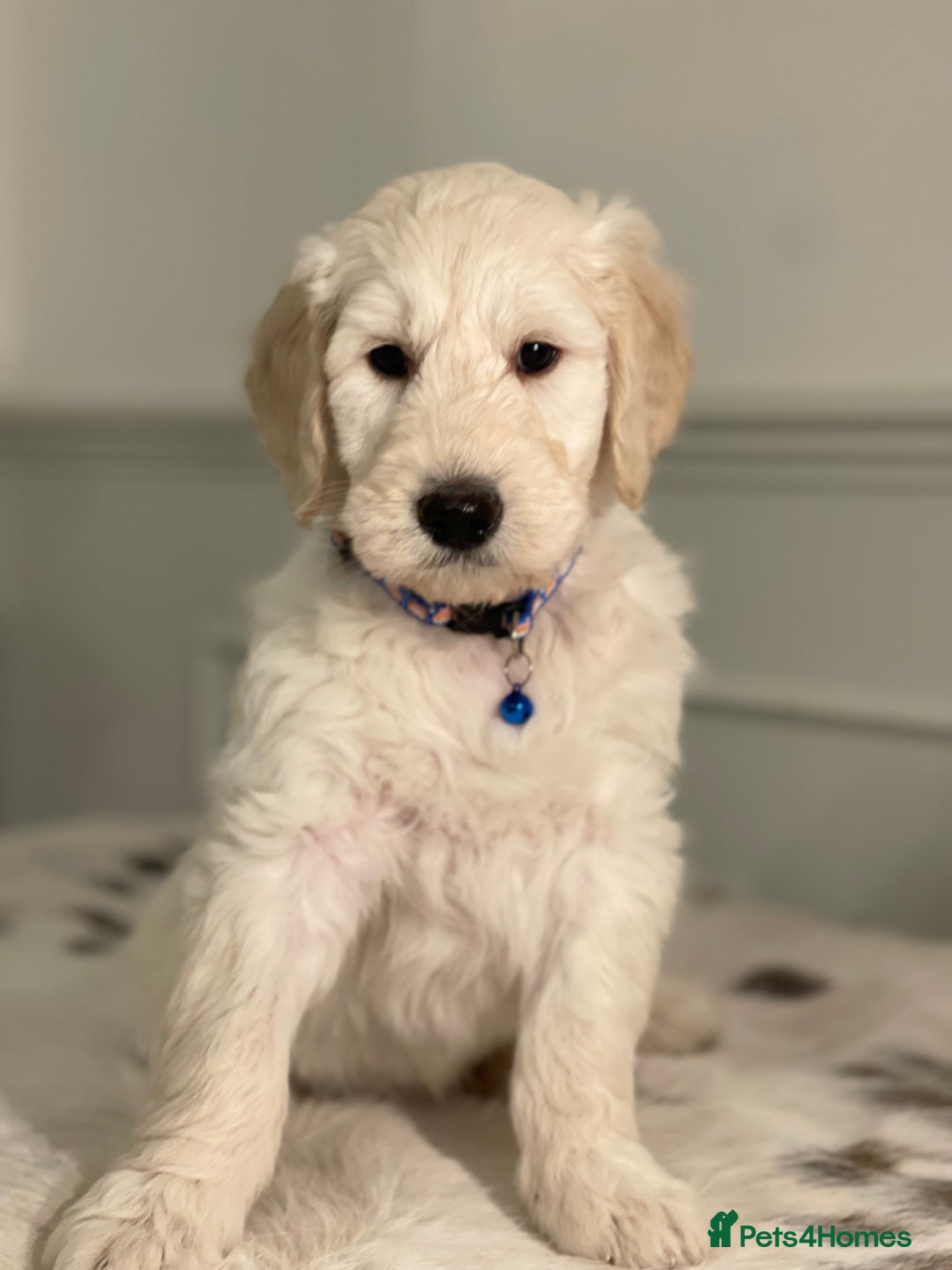 Goldendoodle dogs for sale: Stunning Goldendoodle puppies - Image 13
