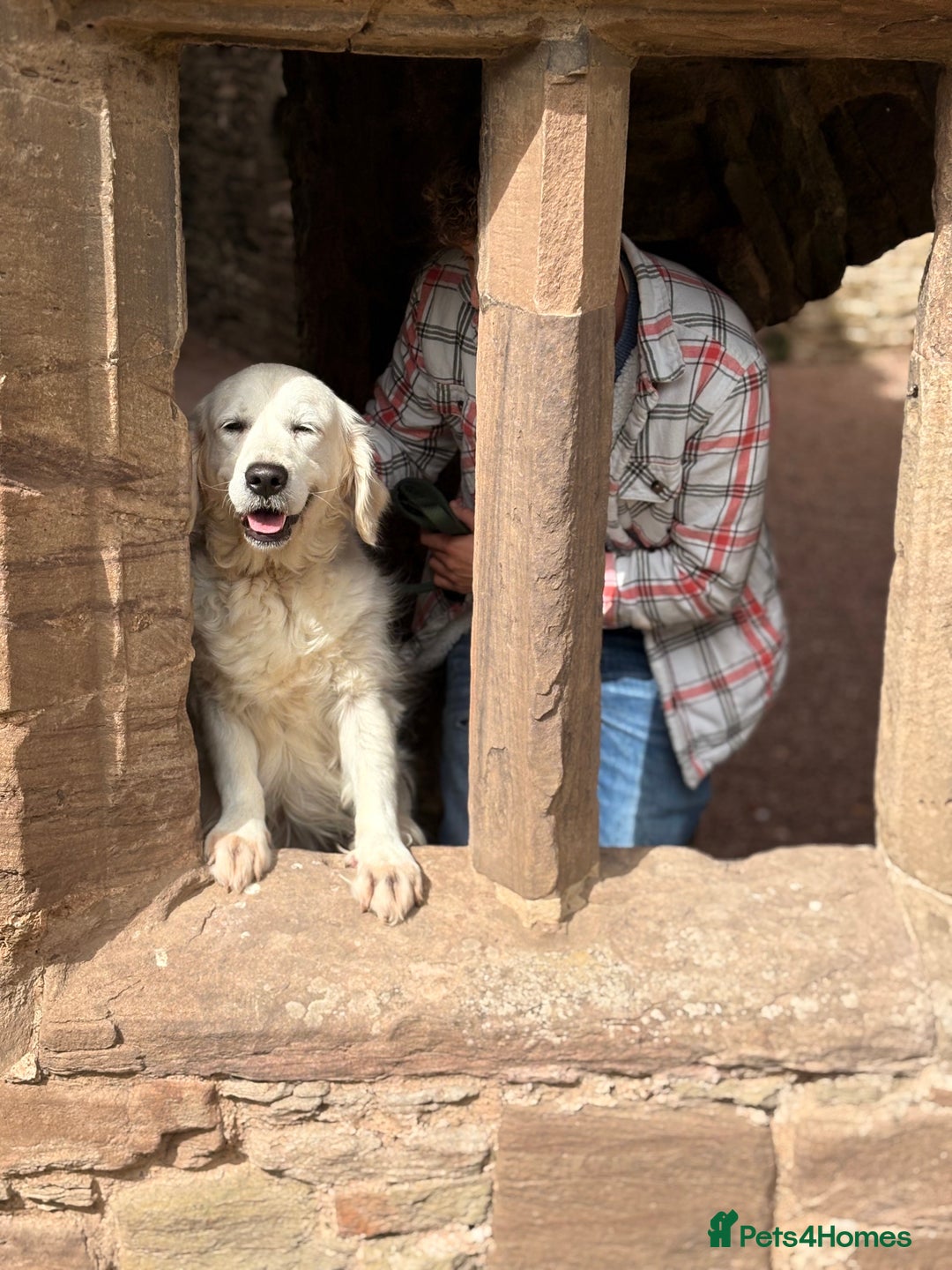 Golden Retriever dogs for sale: Beautiful girl looking for her forever home - Image 6