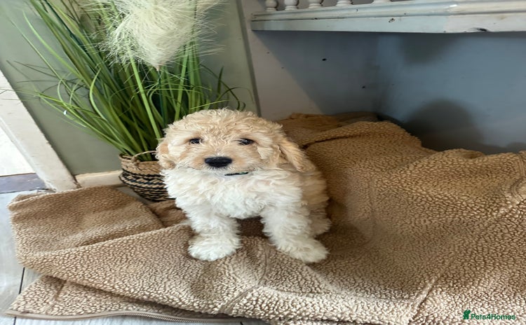 Cockapoo dogs in Maldon - Advert 13