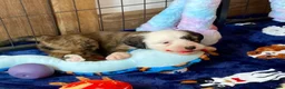 Tibetan Terrier dogs for sale: Beautiful Kc Registered Tibetan Terrier Puppies - Advert 4