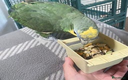 Parrots birds for sale: Stunning orange winged Amazon parrot with cage  - Image 3