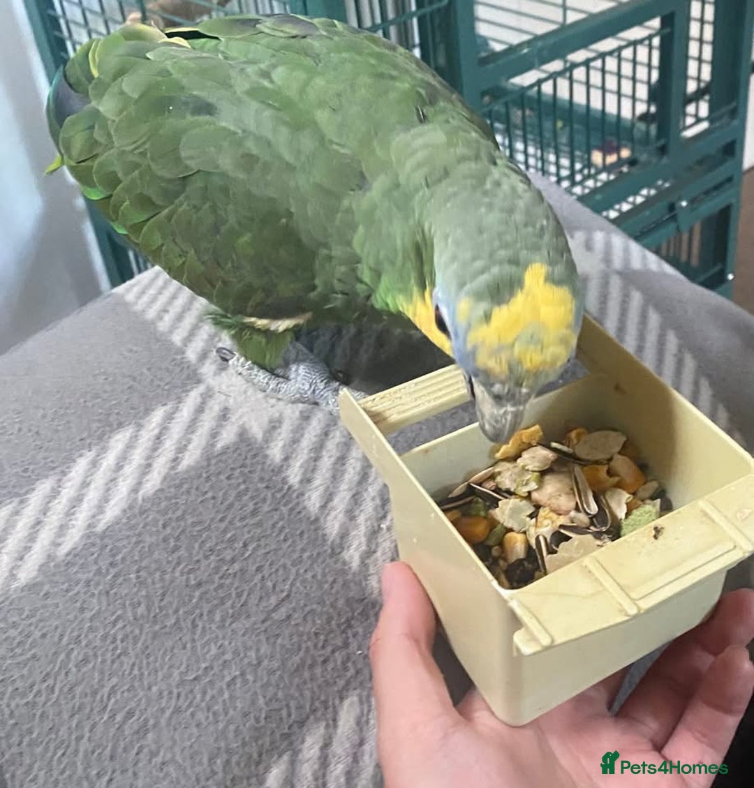 Parrots birds for sale: Stunning orange winged Amazon parrot with cage  - Image 3
