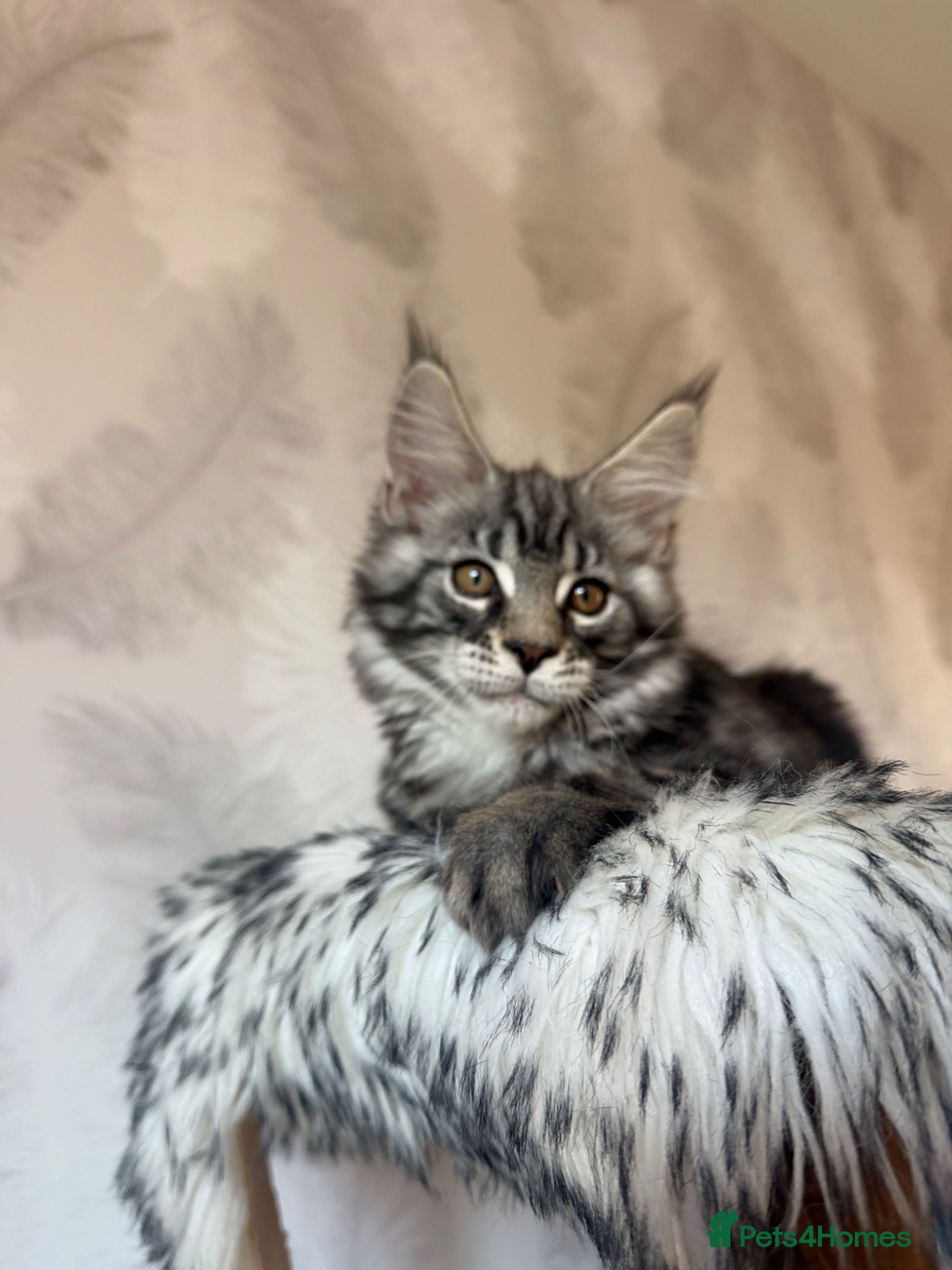 Maine Coon cats TICA registered Maine Coon kittens - Advert 2