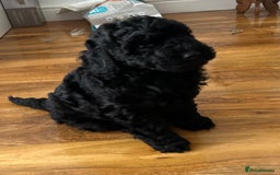 Cockapoo dogs for sale: Cockerpoo f1b - Image 8