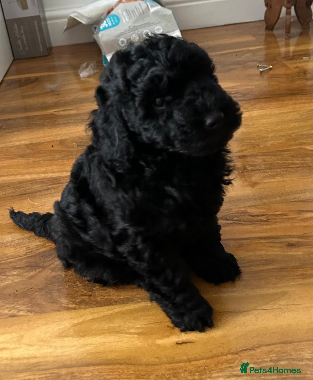 Cockapoo dogs for sale: Cockerpoo f1b - Image 8