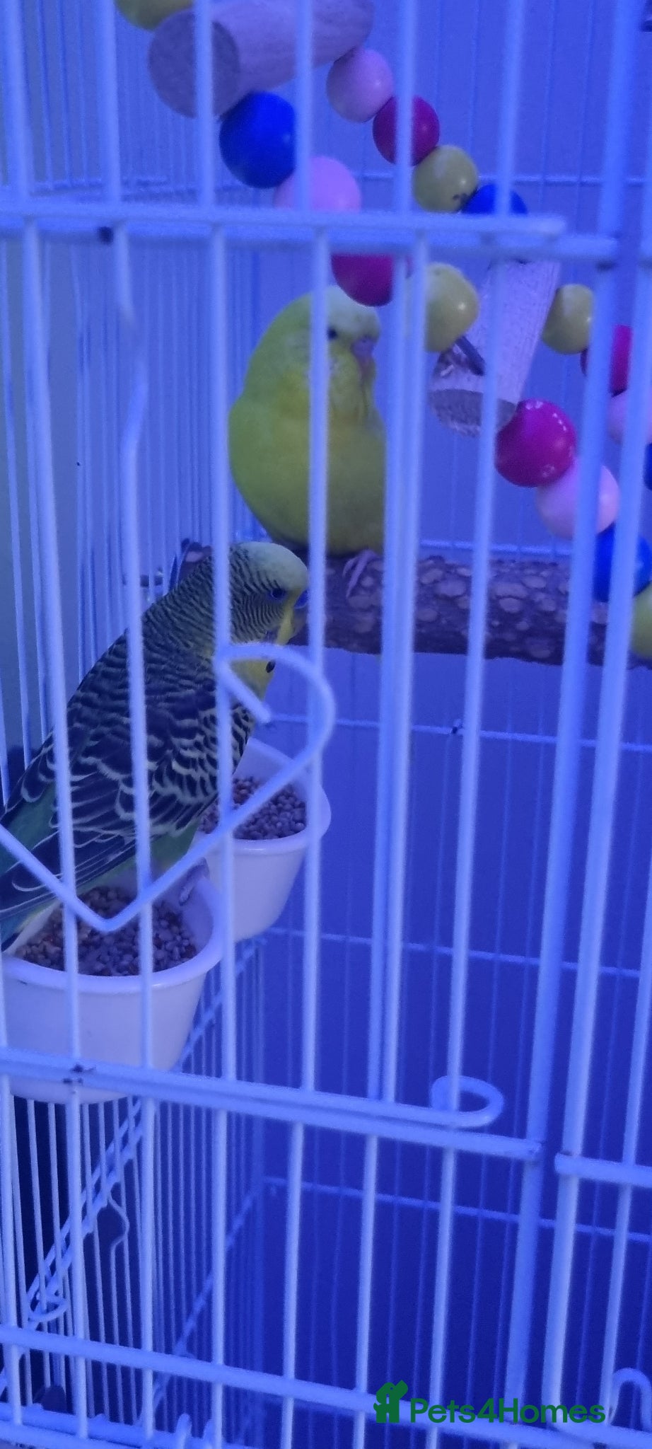 Budgerigars birds for sale: Male and female  - Advert 2