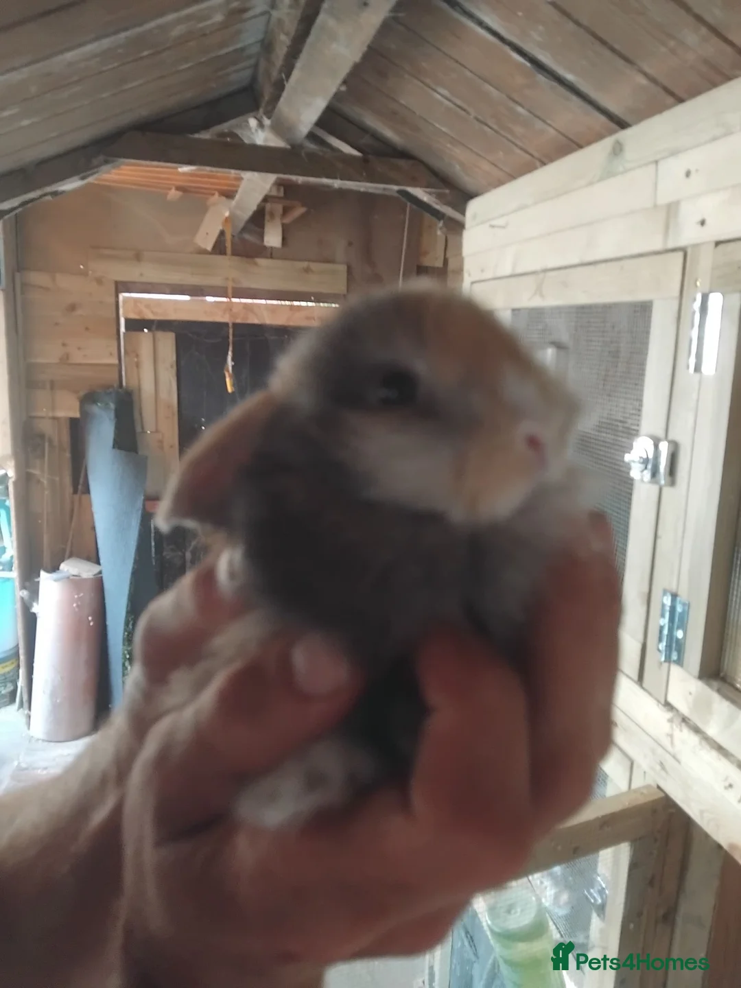 Mini Lop rabbits for sale: Baby lops - Advert 2