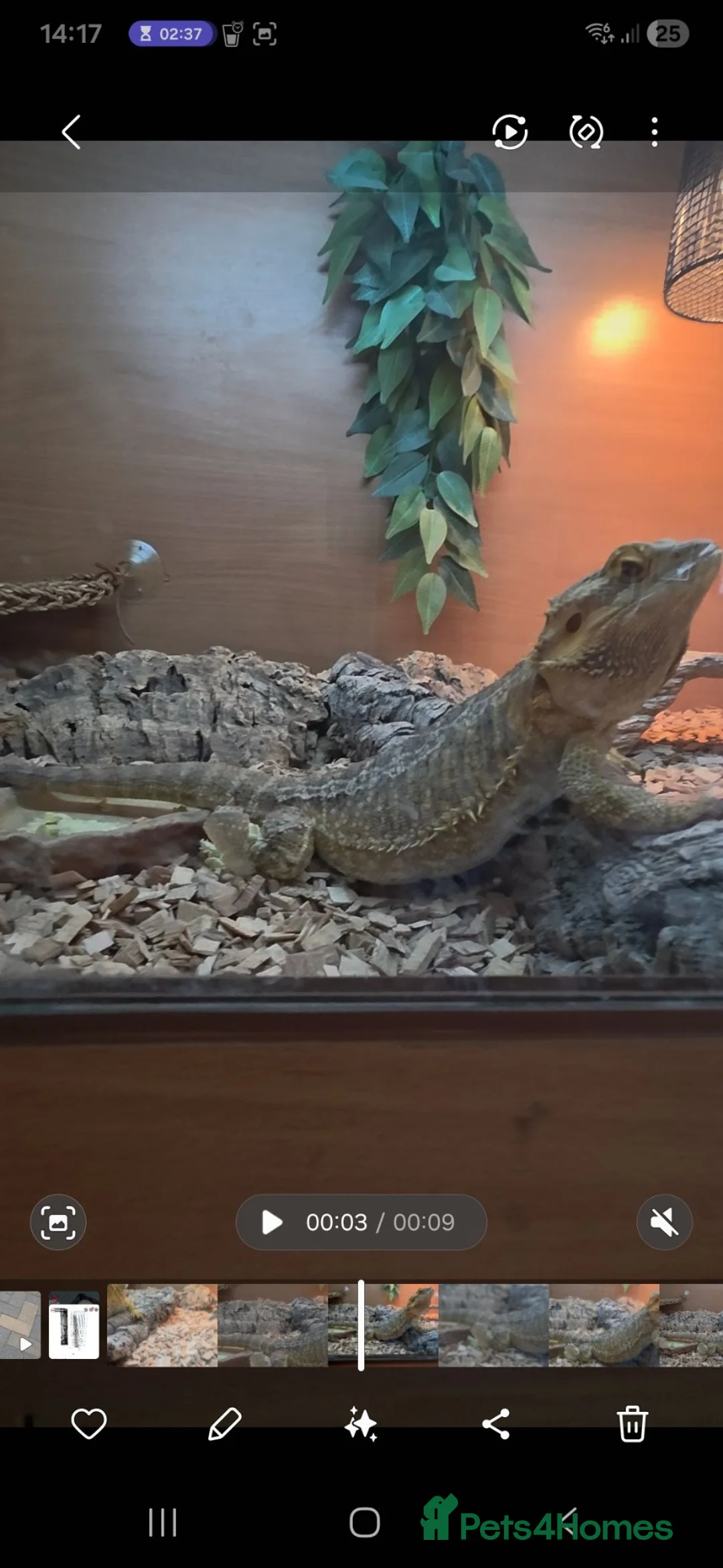 Bearded Dragon reptiles for sale: Female Bearded Dragon  about 4yrs + Setup in York - Advert 2