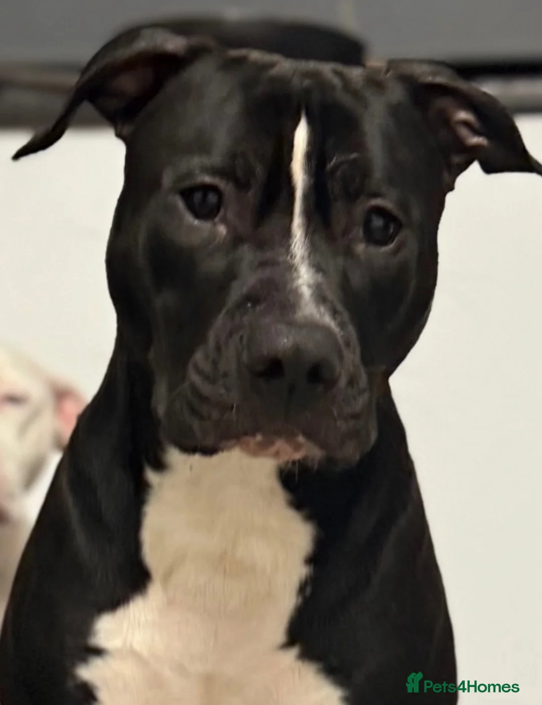 Staffordshire Bull Terrier dogs for sale: Staffy Puppies  - Advert 9