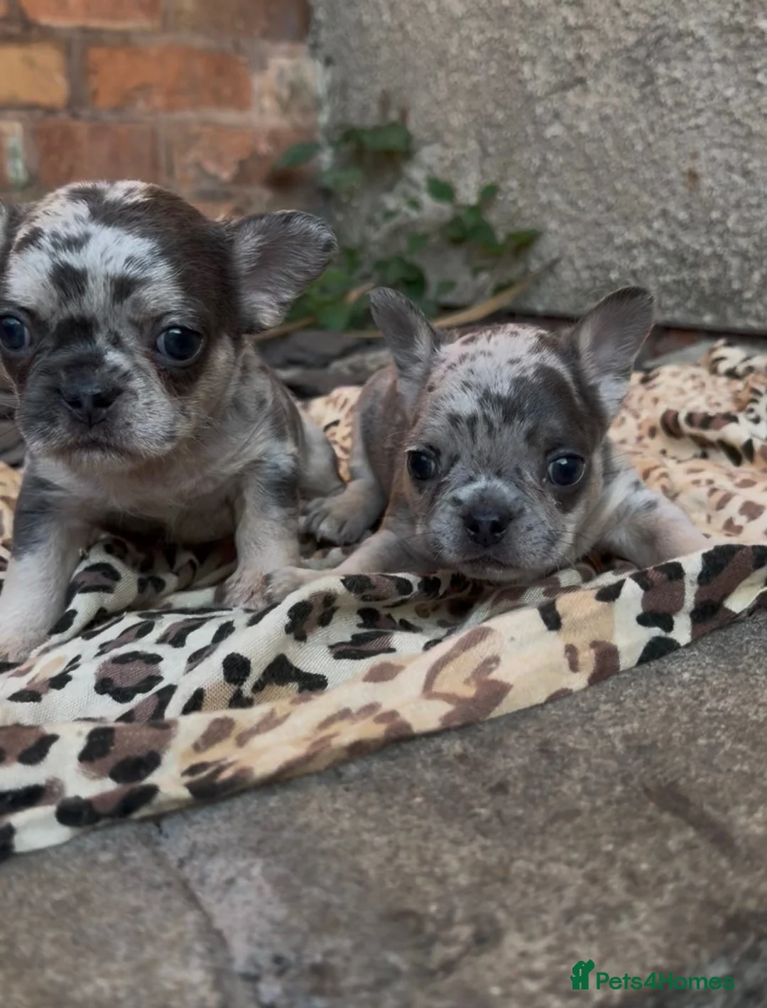 French Bulldog dogs for sale: Beautiful pet frenchies - Advert 6