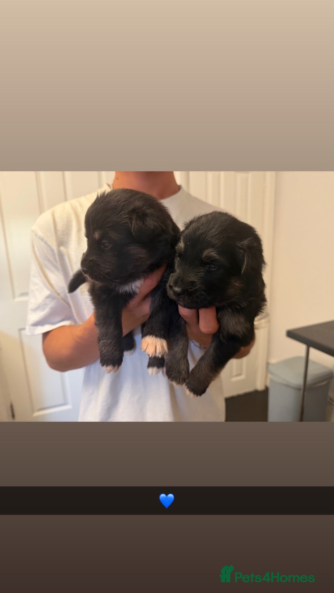 Shepsky dogs Beautiful shepsky pups for sale  - Advert 17