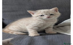 British Shorthair cats for sale: 3 beautiful pedigree British shorthair boys.  - Image 16