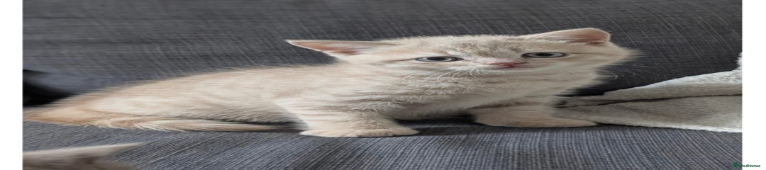 SQUEAK