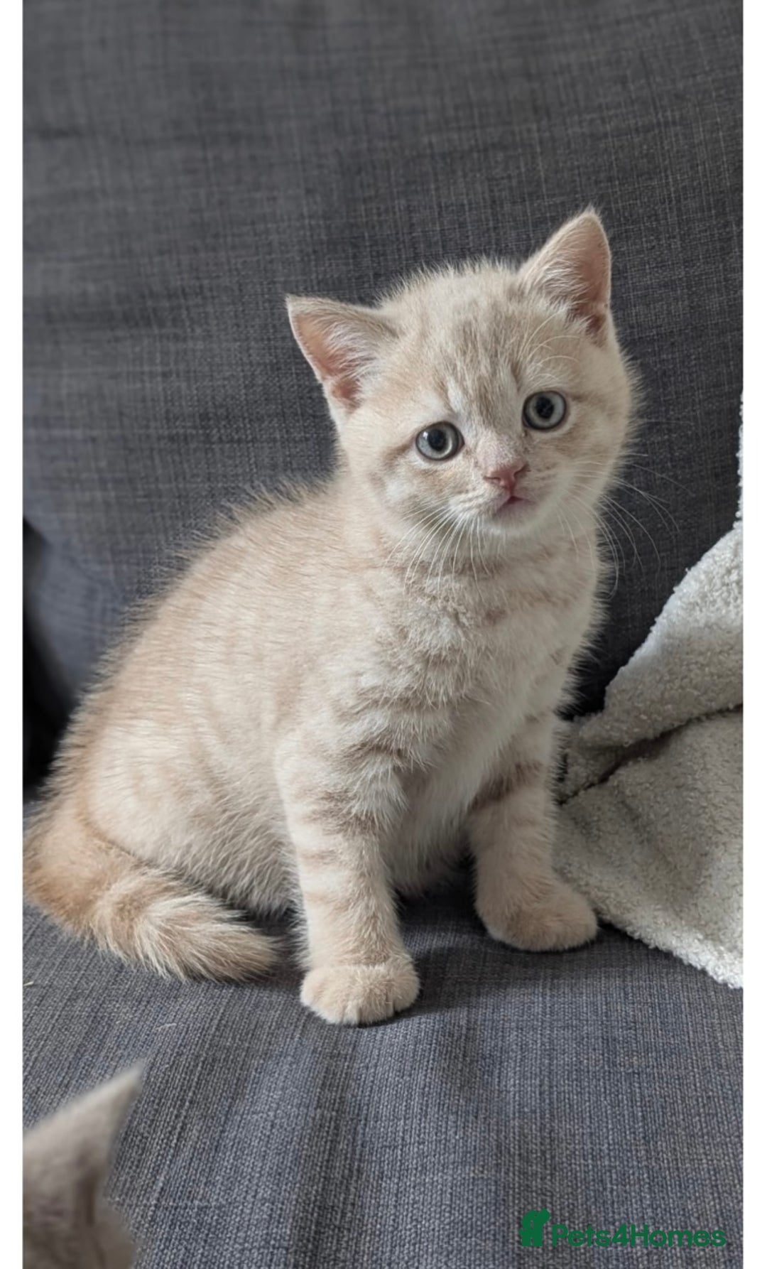 British Shorthair cats for sale: 3 beautiful pedigree British shorthair boys.  - Image 16