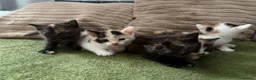 Aegean cats for sale: Aegeans kittens are looking for forever home ❤️ - Advert 7
