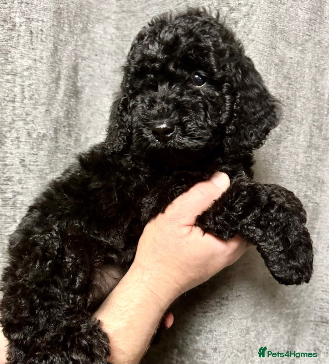 Cockapoo dogs for sale: Cockapoo puppies ready now full vacs/health tested - Advert 3