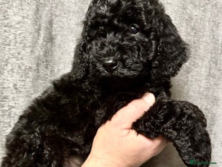 Cockapoo dogs Cockapoo puppies ready now full vacs - Advert 5