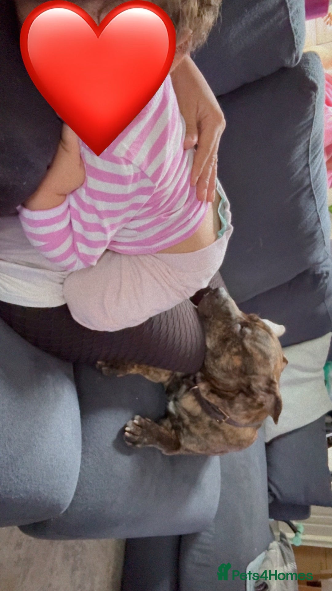 Mixed Breed dogs for sale: Dexter - American staffy x Staffy - Advert 2