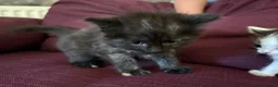 Mixed Breed cats for sale: 12 kittens available - Advert 11