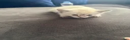 Mixed Breed cats for sale: Ragdoll/siamese  - Advert 2