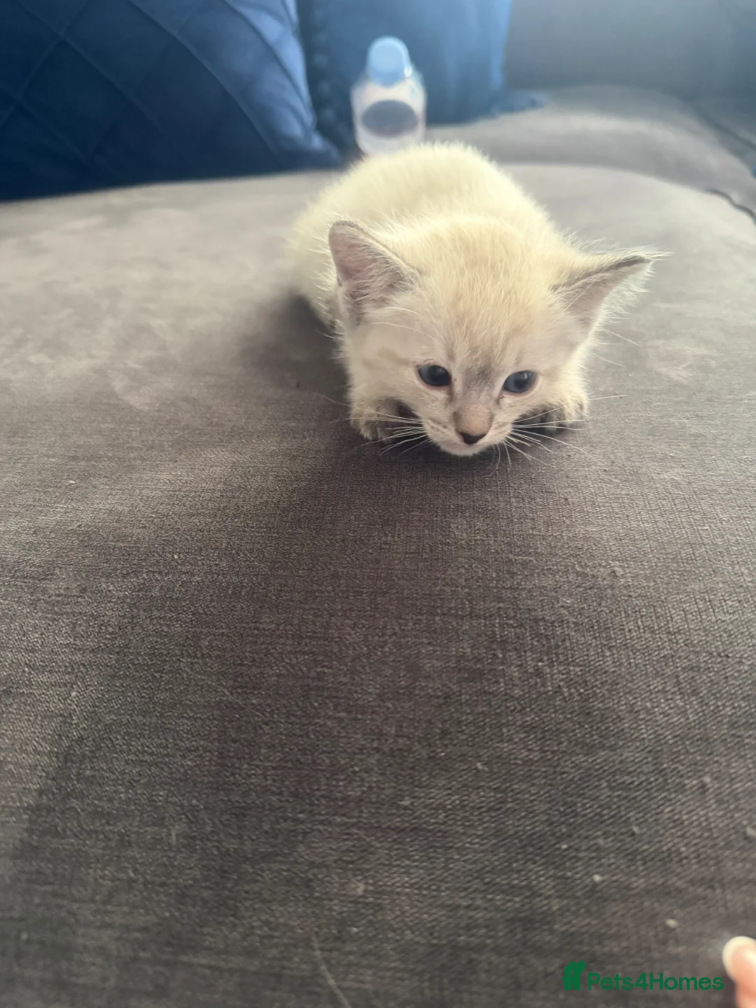 Mixed Breed cats for sale: Ragdoll/siamese  - Advert 2