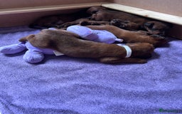 Irish Terrier dogs for sale: Male Irish Terrier Puppies - Image 12