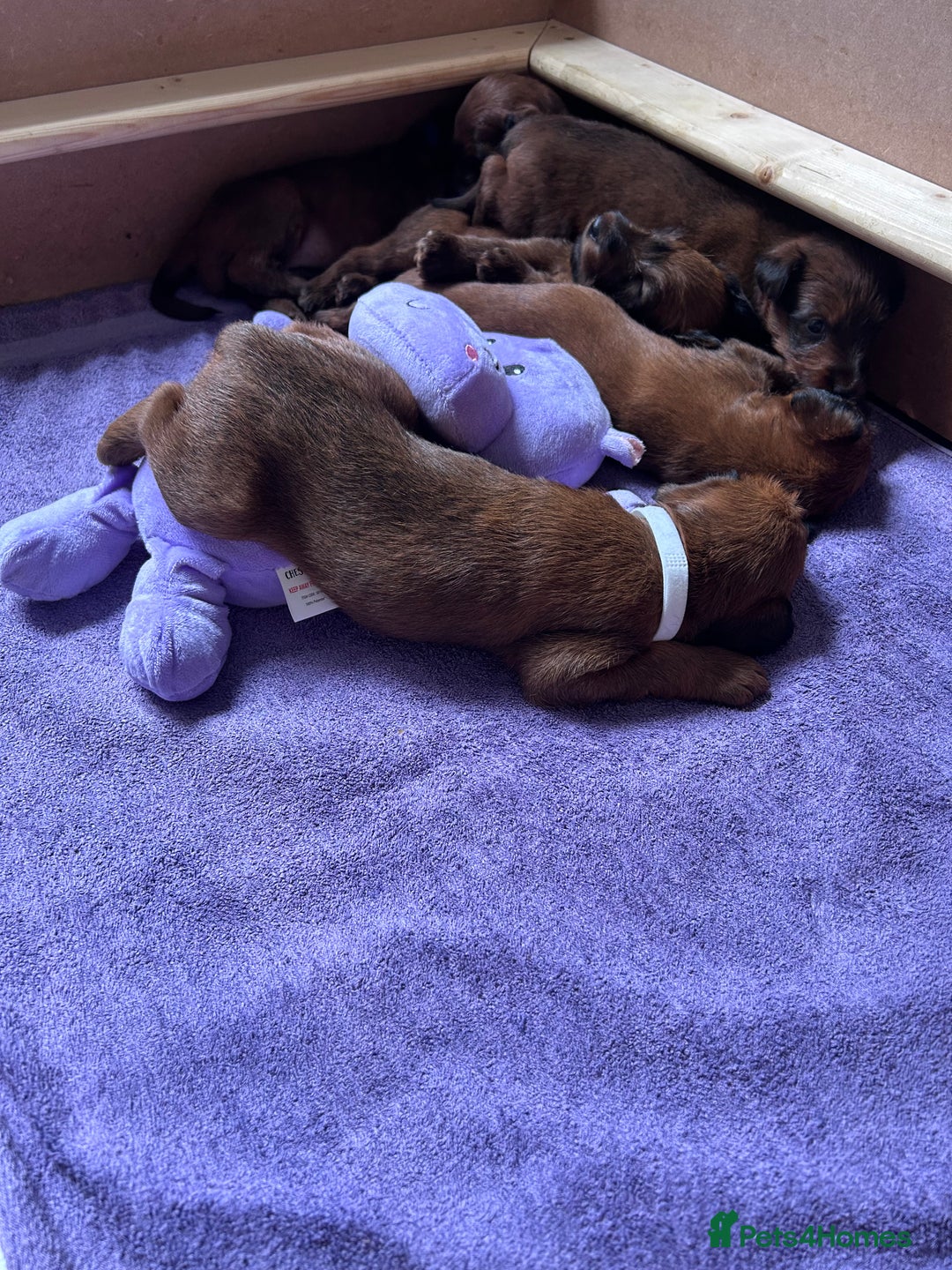 Irish Terrier dogs for sale: Male Irish Terrier Puppies - Image 12