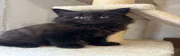 Mixed Breed cats for sale: Snowshoe kittens  - Advert 16
