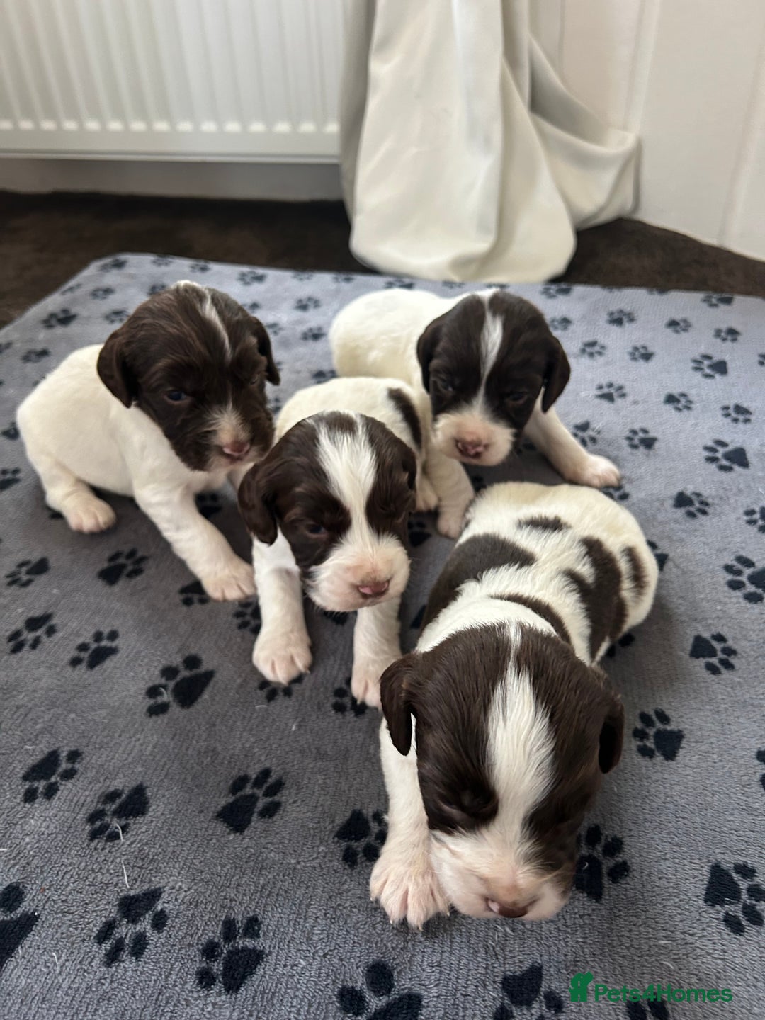 English Springer Spaniel dogs for sale: 10 stunning spaniel puppies for sale  - Image 3