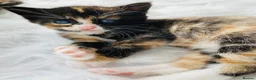 Mixed Breed cats for sale: Fluffy kittens - Advert 5