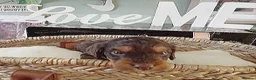 Cockapoo dogs for sale: 4 Stunning F1 Cockapoos 3 boys 1 girl - Advert 8