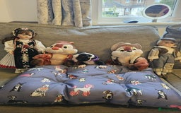 Boston Terrier dogs for sale: Boston Terrier 5* puppies - Image 2