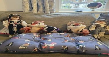 Boston Terrier dogs - Advert 11