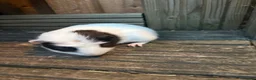 Guinea Pig rodents for sale: 5 female guinea pigs ready now  - Advert 2
