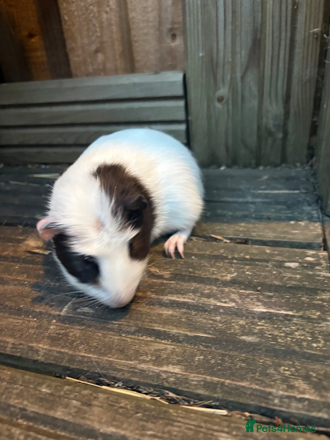 Guinea Pig rodents for sale: 5 female guinea pigs ready now  - Advert 2