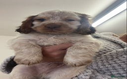 Cocker Spaniel dogs for sale: Show cocker spaniels Chocolate tan and white - Image 7