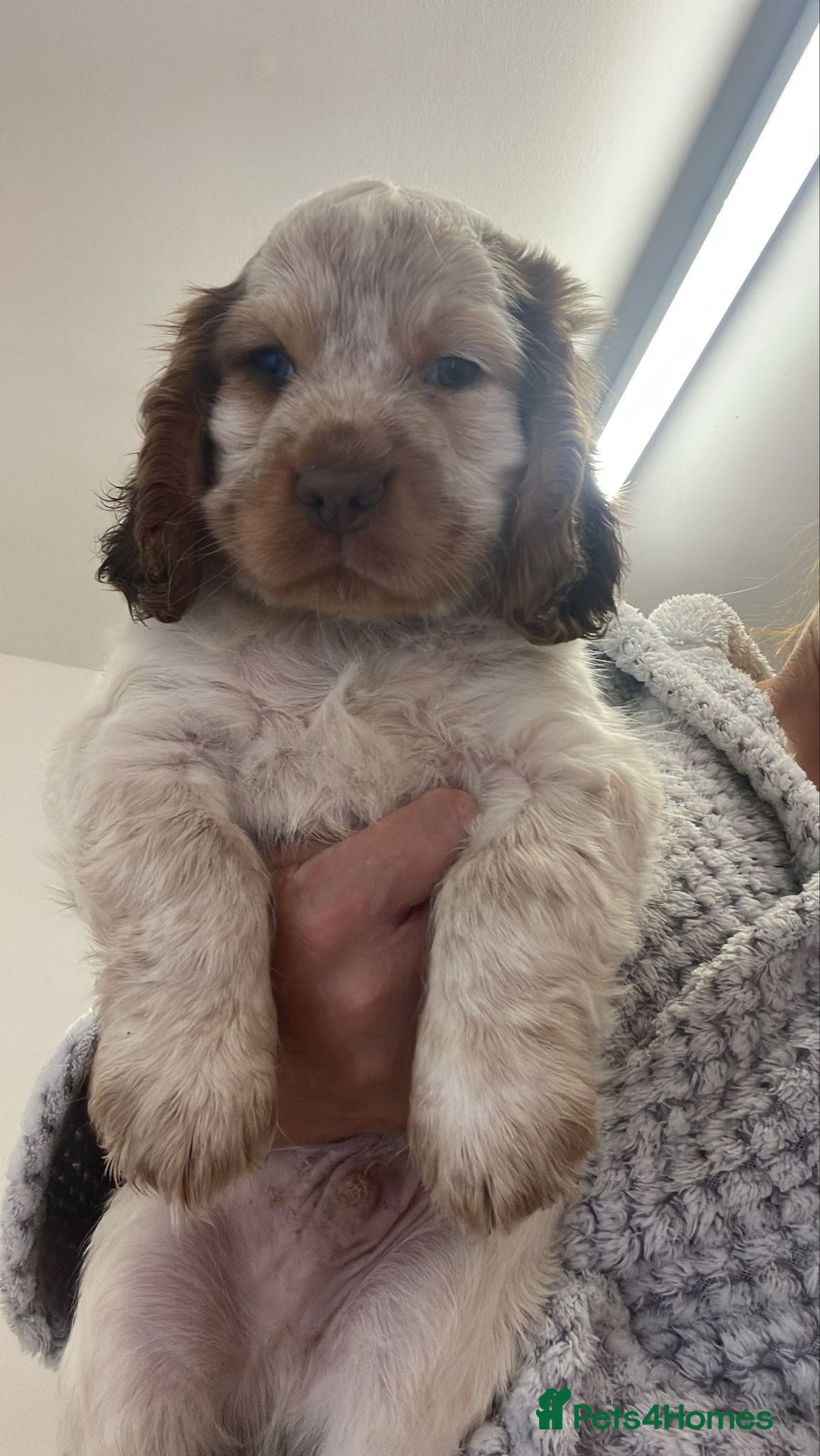 Cocker Spaniel dogs for sale: Show cocker spaniels Chocolate tan and white - Image 7